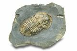 Rare, Bondonella Sdzuyi Trilobite - Taroudant, Morocco #255436-1